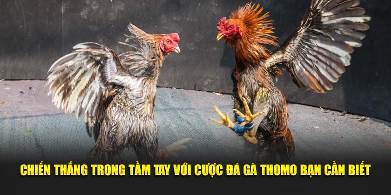Chiến thắng trong tầm tay với cược đá gà Thomo bạn cần biết