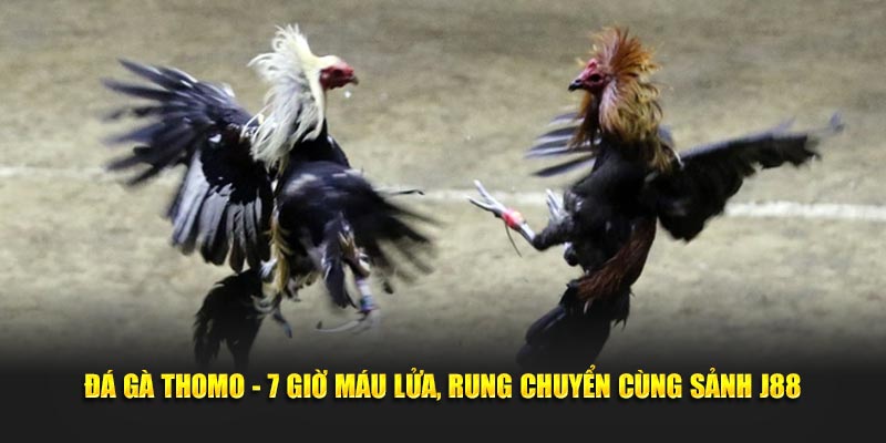 Đá Gà Thomo - 7 Giờ Máu Lửa, Rung Chuyển Cùng Sảnh J88