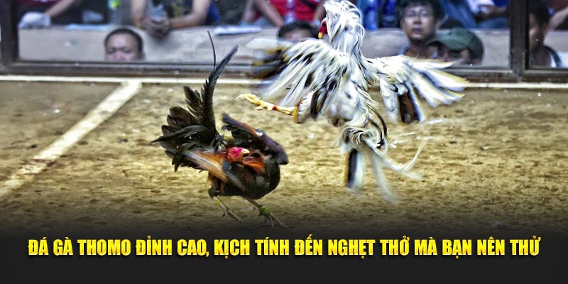 Đá gà Thomo đỉnh cao, kịch tính đến nghẹt thở mà bạn nên thử