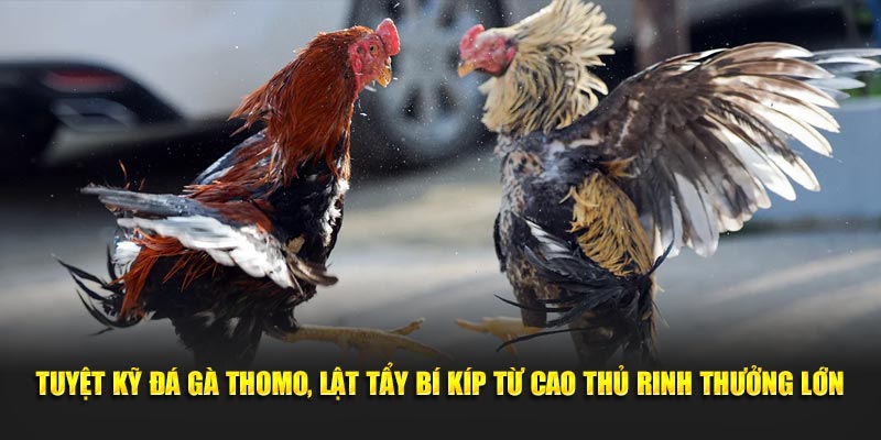 Tuyệt kỹ đá gà Thomo, lật tẩy bí kíp từ cao thủ rinh thưởng lớn